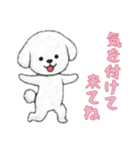 [気を付けて来てね専用]ビションフリーゼ（個別スタンプ：11）
