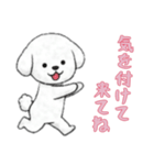 [気を付けて来てね専用]ビションフリーゼ（個別スタンプ：12）