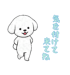 [気を付けて来てね専用]ビションフリーゼ（個別スタンプ：13）