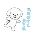 [気を付けて来てね専用]ビションフリーゼ（個別スタンプ：15）
