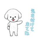 [気を付けて来てね専用]ビションフリーゼ（個別スタンプ：16）