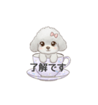 ティーカッププードル グレー（日常会話）（個別スタンプ：5）