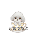 ティーカッププードル グレー（日常会話）（個別スタンプ：20）
