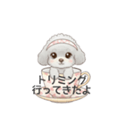 ティーカッププードル グレー（日常会話）（個別スタンプ：34）