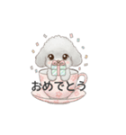 ティーカッププードル グレー（日常会話）（個別スタンプ：37）