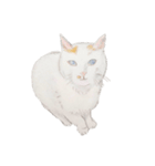 優しげなむーという名の猫（個別スタンプ：4）