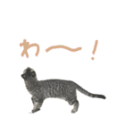 Cheeky Chibimaru 1st（個別スタンプ：2）
