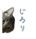 Cheeky Chibimaru 1st（個別スタンプ：7）