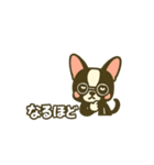 相棒ボストンテリアと毎日伝えよう！（個別スタンプ：19）