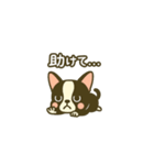 相棒ボストンテリアと毎日伝えよう！（個別スタンプ：23）