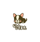 相棒ボストンテリアと毎日伝えよう！（個別スタンプ：25）