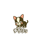 相棒ボストンテリアと毎日伝えよう！（個別スタンプ：33）