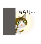 色々な猫14-1 短毛-立ち耳-キジトラ白（個別スタンプ：6）