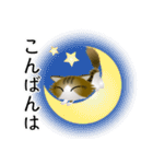 色々な猫14-3 長毛-立ち耳-キジトラ白（個別スタンプ：7）