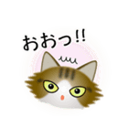 色々な猫14-3 長毛-立ち耳-キジトラ白（個別スタンプ：10）