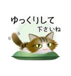 色々な猫14-3 長毛-立ち耳-キジトラ白（個別スタンプ：12）