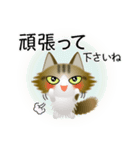 色々な猫14-3 長毛-立ち耳-キジトラ白（個別スタンプ：16）