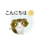 色々な猫14-4 長毛-垂れ耳-キジトラ白（個別スタンプ：5）