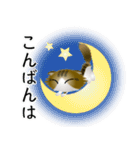 色々な猫14-4 長毛-垂れ耳-キジトラ白（個別スタンプ：7）
