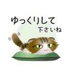 色々な猫14-4 長毛-垂れ耳-キジトラ白（個別スタンプ：12）