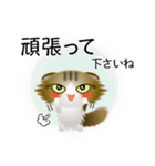 色々な猫14-4 長毛-垂れ耳-キジトラ白（個別スタンプ：16）