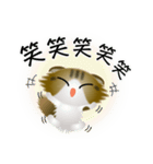 色々な猫14-4 長毛-垂れ耳-キジトラ白（個別スタンプ：26）