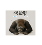 動く☆ゴリラ（個別スタンプ：3）