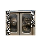動く☆ゴリラ（個別スタンプ：11）