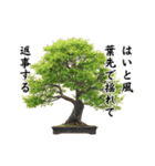 盆栽スタンプ2俳句編 87（個別スタンプ：21）