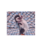 踊る！ダンサーペンギン！（個別スタンプ：5）