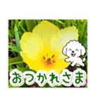 飛び出すトイプードル！大人やさしい野の花（個別スタンプ：1）