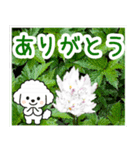 飛び出すトイプードル！大人やさしい野の花（個別スタンプ：4）