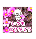 飛び出すトイプードル！大人やさしい野の花（個別スタンプ：8）