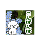 飛び出すトイプードル！大人やさしい野の花（個別スタンプ：11）