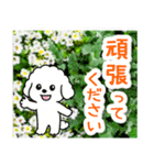 飛び出すトイプードル！大人やさしい野の花（個別スタンプ：13）
