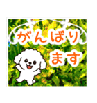 飛び出すトイプードル！大人やさしい野の花（個別スタンプ：14）