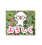 飛び出すトイプードル！大人やさしい野の花（個別スタンプ：20）
