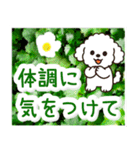 飛び出すトイプードル！大人やさしい野の花（個別スタンプ：21）