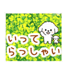 飛び出すトイプードル！大人やさしい野の花（個別スタンプ：24）
