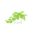 観葉植物と犬猫セット（個別スタンプ：11）
