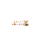癒しチワワの極省スペースで丁寧敬語（個別スタンプ：21）
