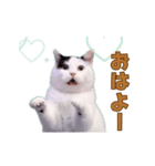 動く！踊る猫ミーム(パート28)（個別スタンプ：1）