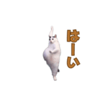 動く！踊る猫ミーム(パート28)（個別スタンプ：2）