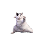 動く！踊る猫ミーム(パート28)（個別スタンプ：5）