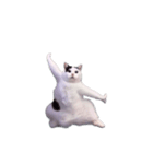 動く！踊る猫ミーム(パート28)（個別スタンプ：6）