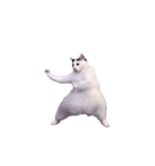 動く！踊る猫ミーム(パート28)（個別スタンプ：8）