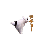 動く！踊る猫ミーム(パート28)（個別スタンプ：9）