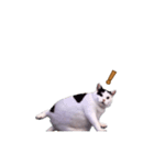 動く！踊る猫ミーム(パート28)（個別スタンプ：10）