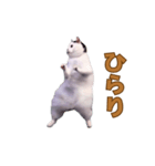 動く！踊る猫ミーム(パート28)（個別スタンプ：11）