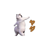 動く！踊る猫ミーム(パート28)（個別スタンプ：12）